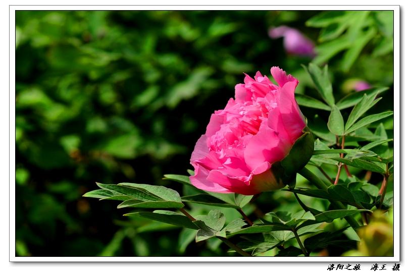 neo_img_dsc_032700.jpg