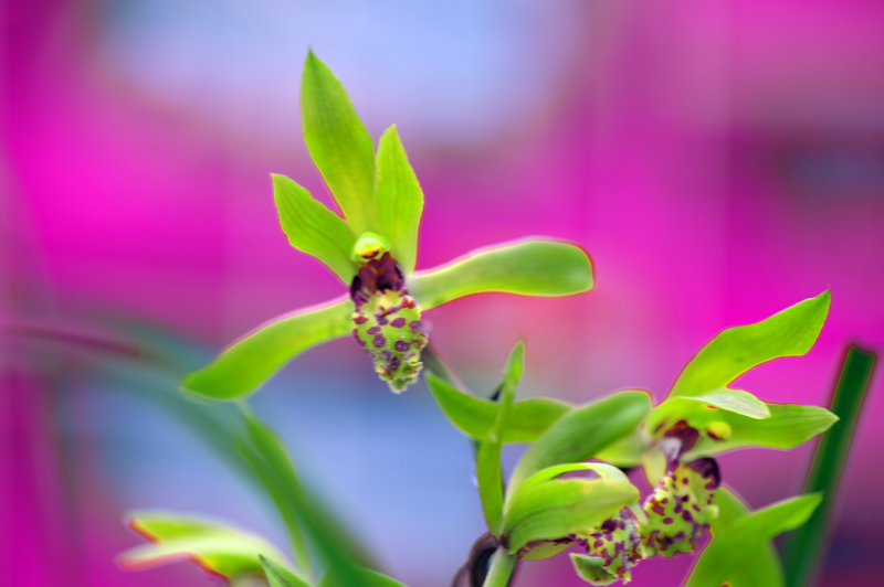 dsc_5982a.jpg