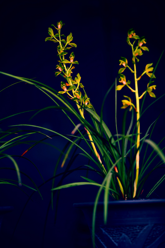 dsc_6007a.jpg