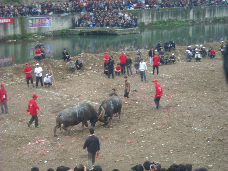 bigbull_dscn8039.jpg