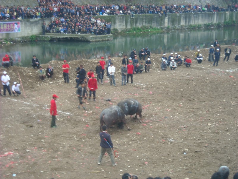 bigbull_dscn8040.jpg
