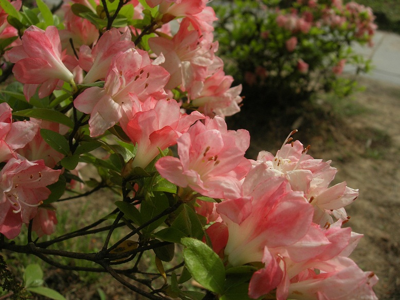 dscn2655.jpg