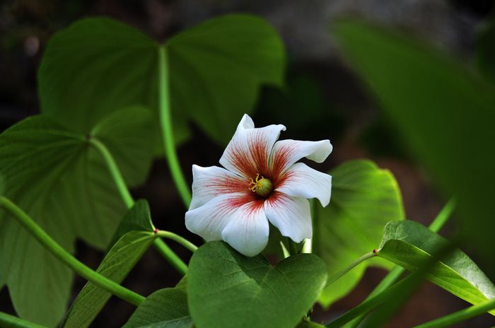 neo_img_dsc_0026.jpg