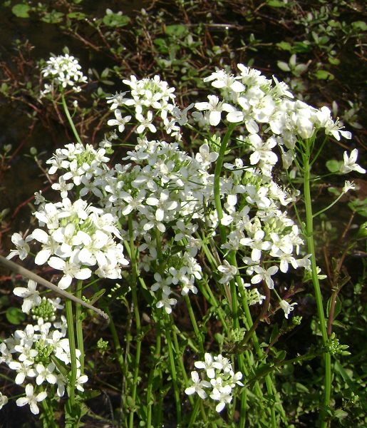 dsc08819-1.jpg