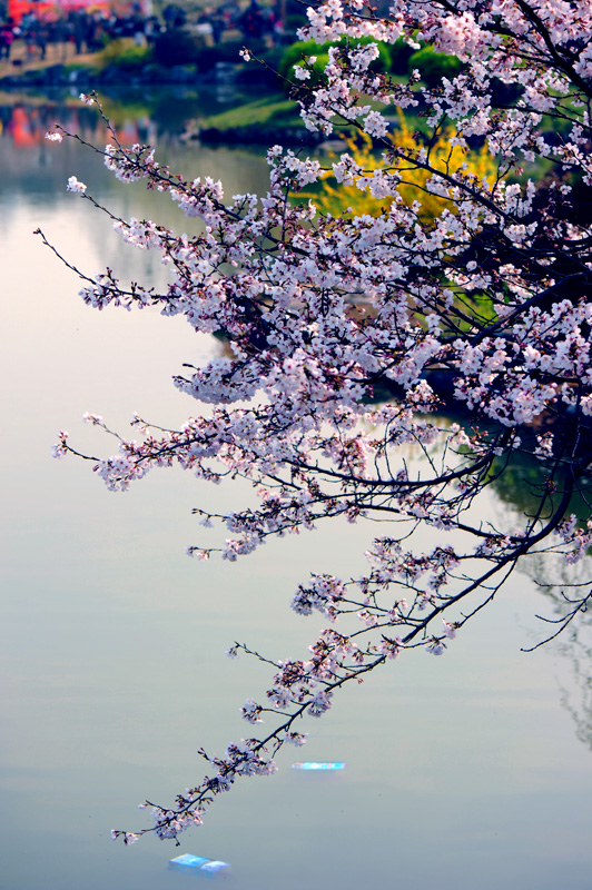 dsc_5646a.jpg
