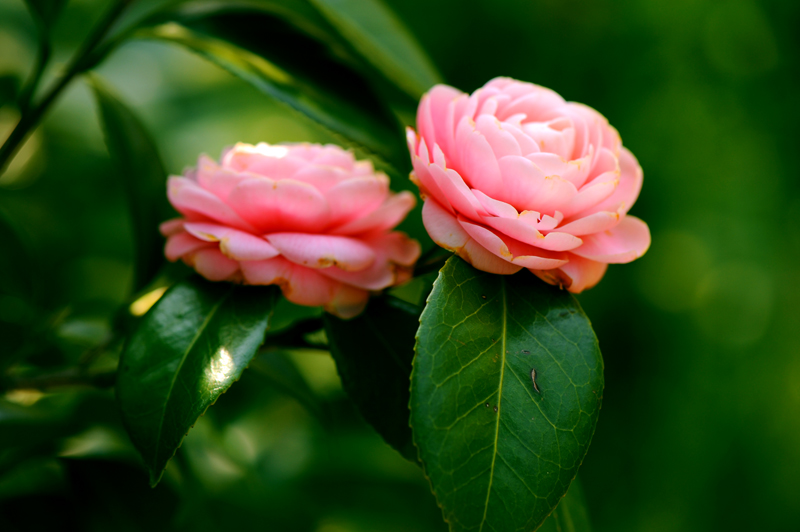 dsc_5655a.jpg
