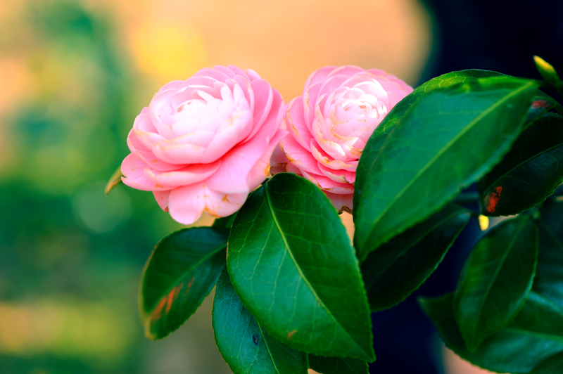 dsc_5658a.jpg