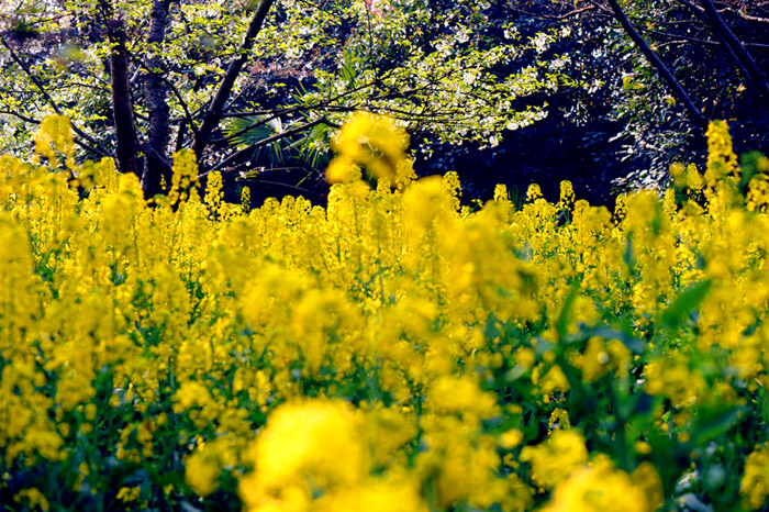 dsc_5660a.jpg