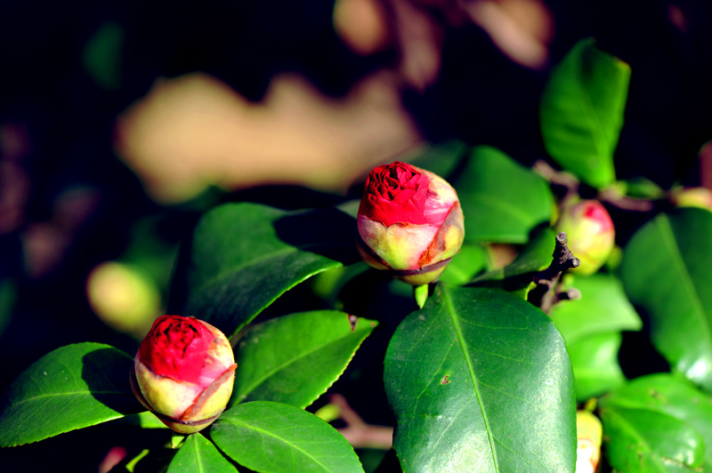 dsc_5664a.jpg