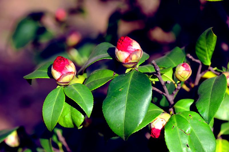 dsc_5665a.jpg