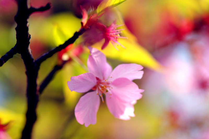dsc_5667a.jpg