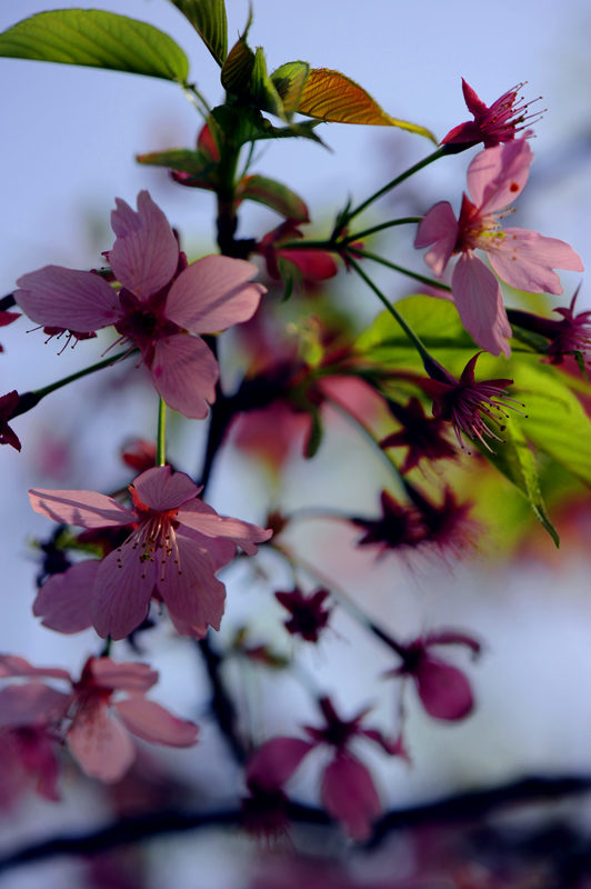 dsc_5674a.jpg