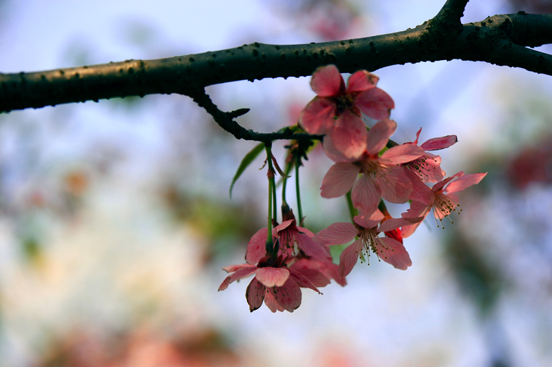 dsc_5676a.jpg