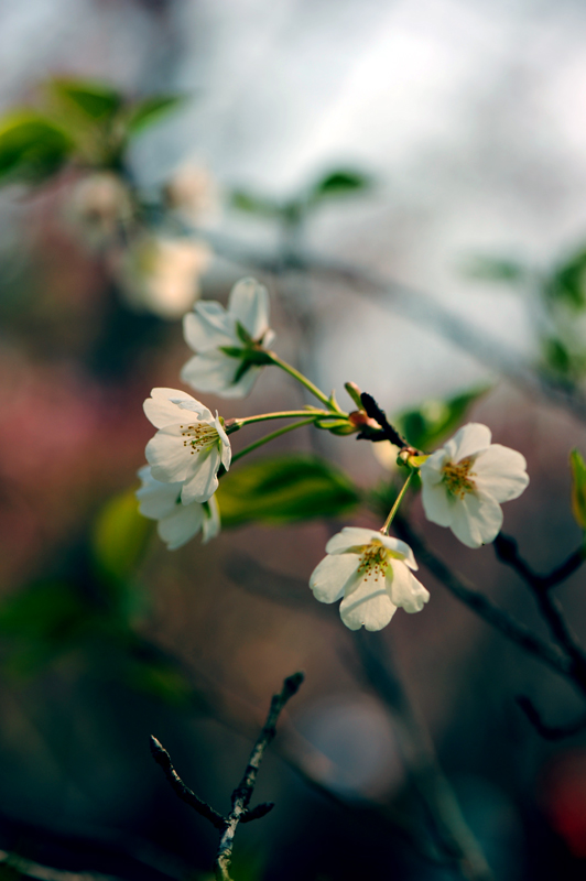 dsc_5677a.jpg
