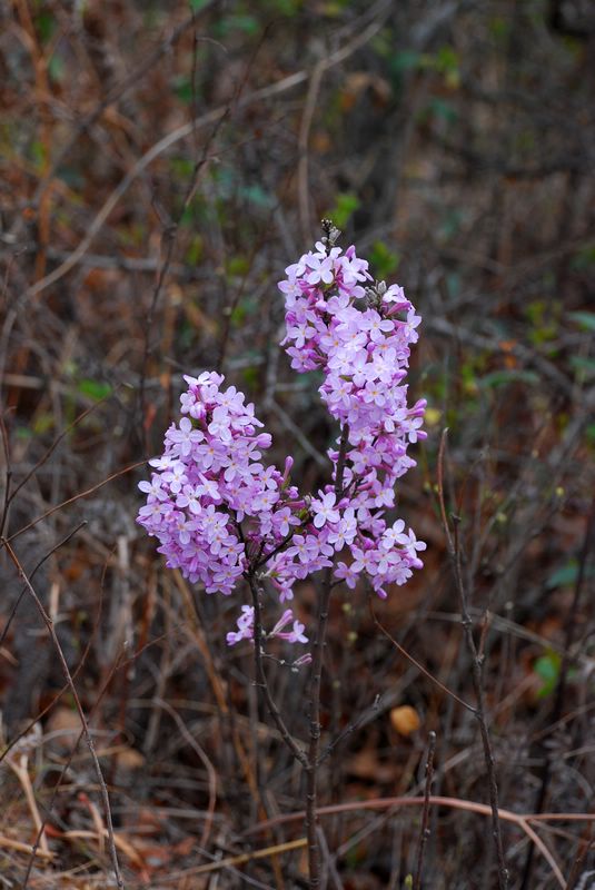 dsc_1907.jpg