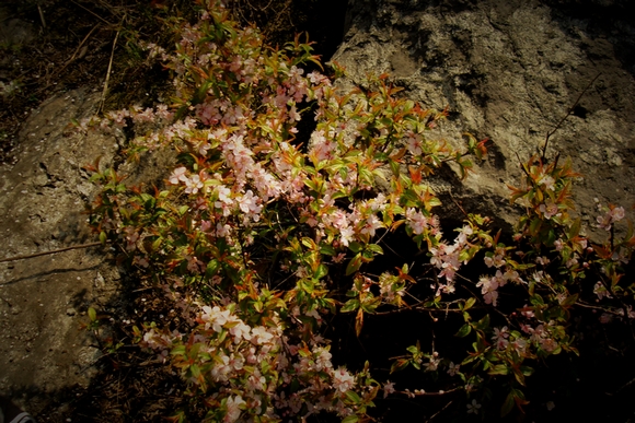 dsc09473.jpg