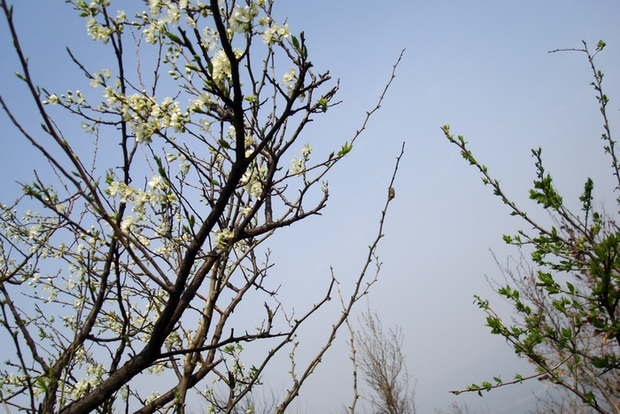 dsc09476.jpg