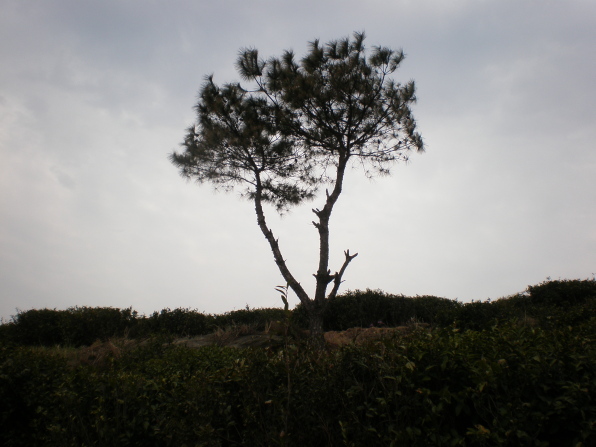 20110405_71.jpg