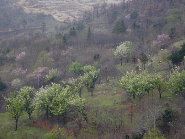  20110405_43.jpg