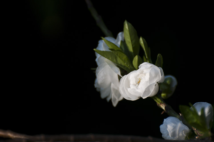 dsc_2205.jpg
