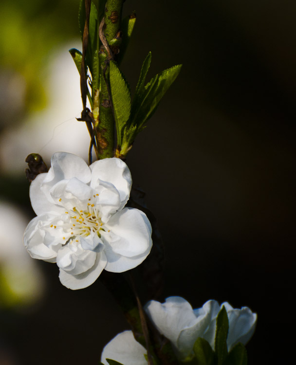 dsc_2204.jpg