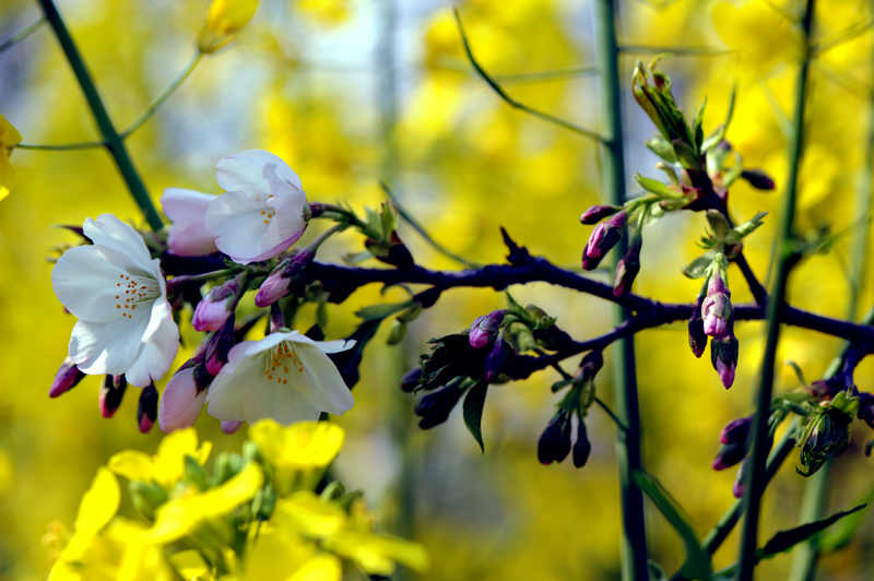 dsc_5681a.jpg