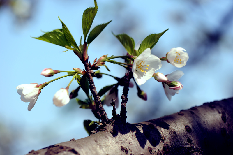 dsc_5693a.jpg