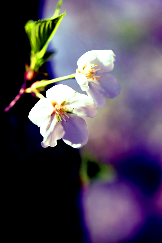 dsc_5697a.jpg