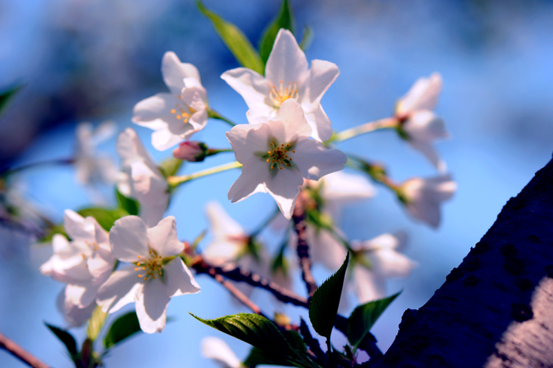 dsc_5699a.jpg