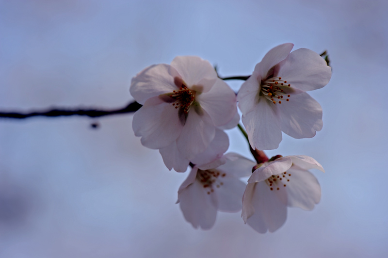 dsc_5709a.jpg