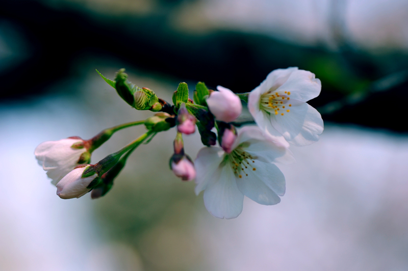 dsc_5713a.jpg