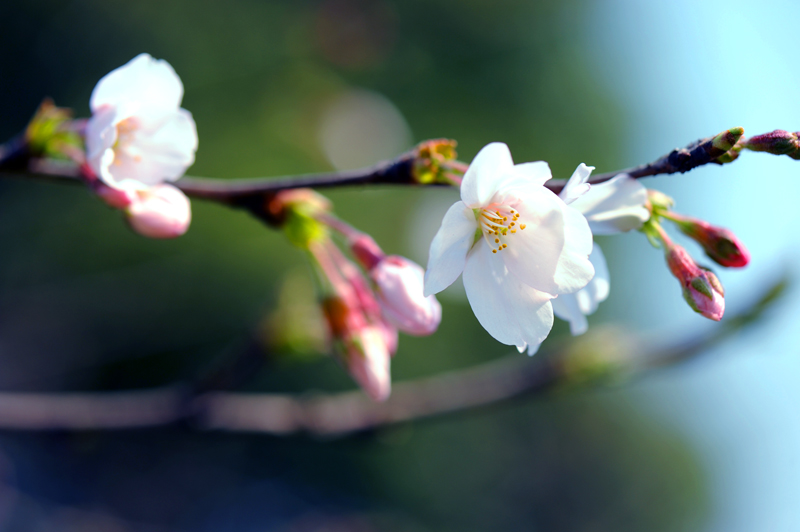 dsc_5717a.jpg