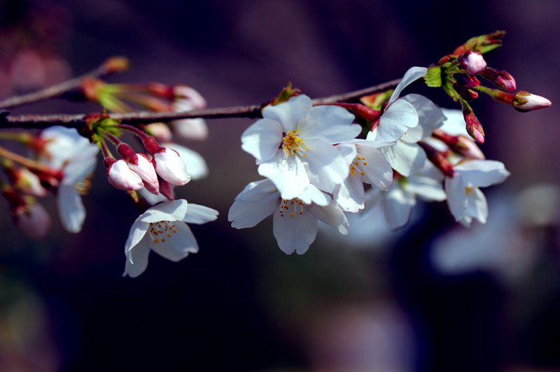 dsc_5721a.jpg
