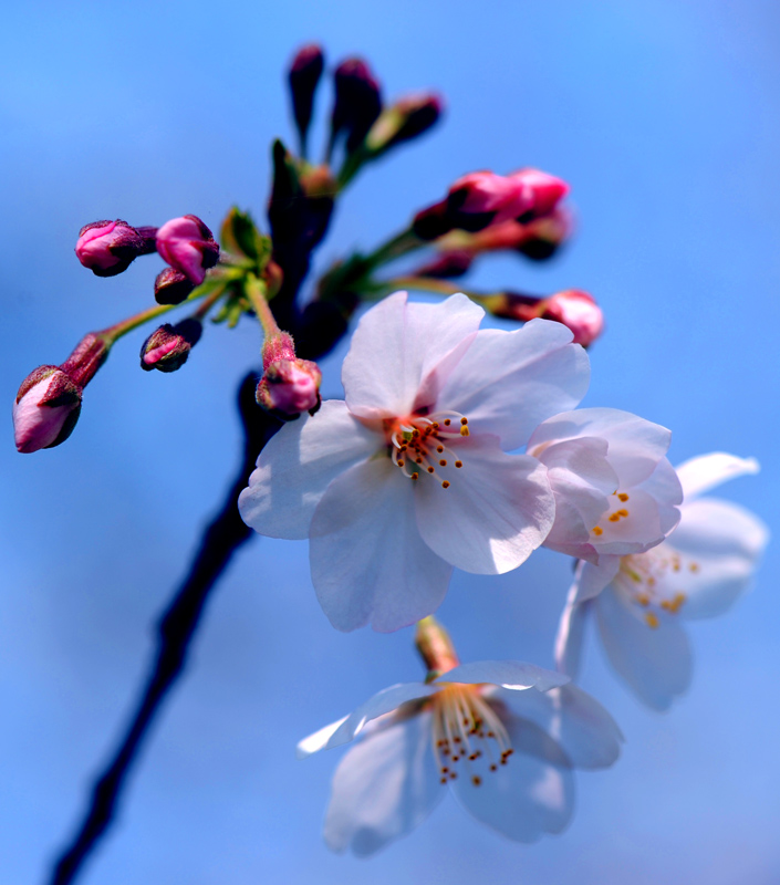 dsc_5724a.jpg