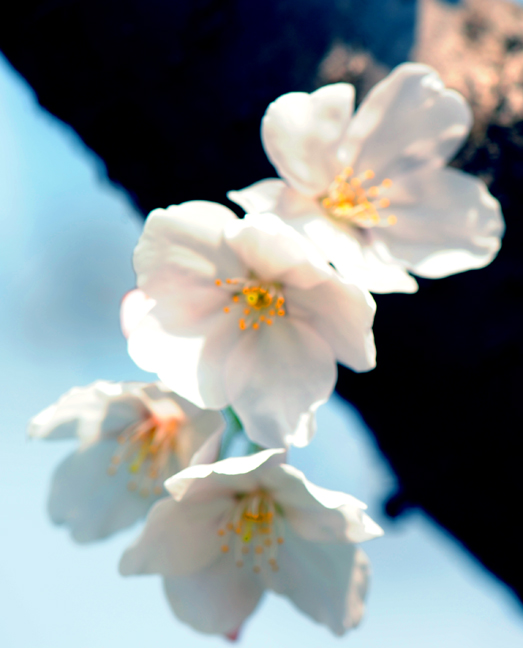 dsc_5733a.jpg