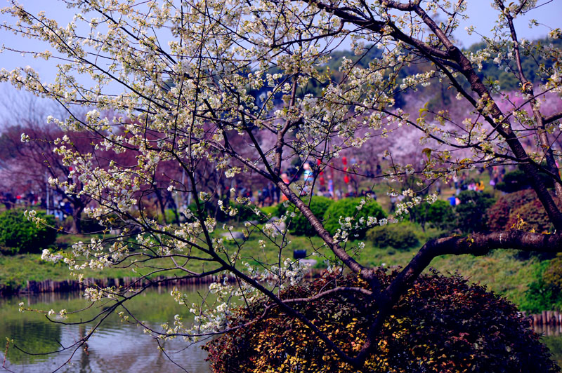 dsc_5750a.jpg