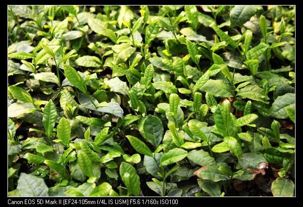 Ƭ 048.jpg