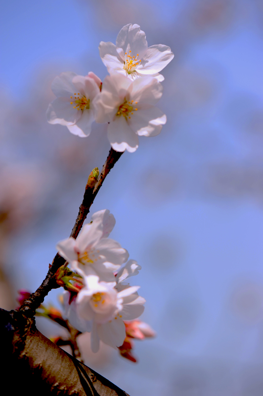 dsc_5744a.jpg