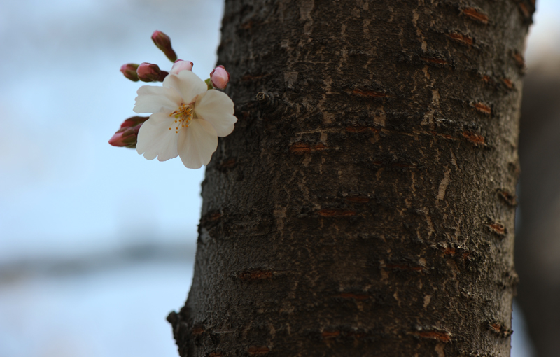 dsc_5747a.jpg