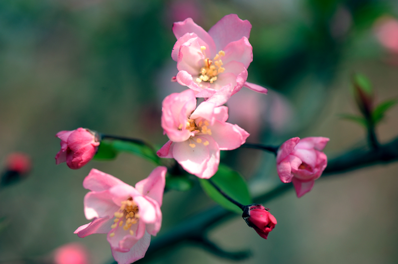 dsc_5774a.jpg