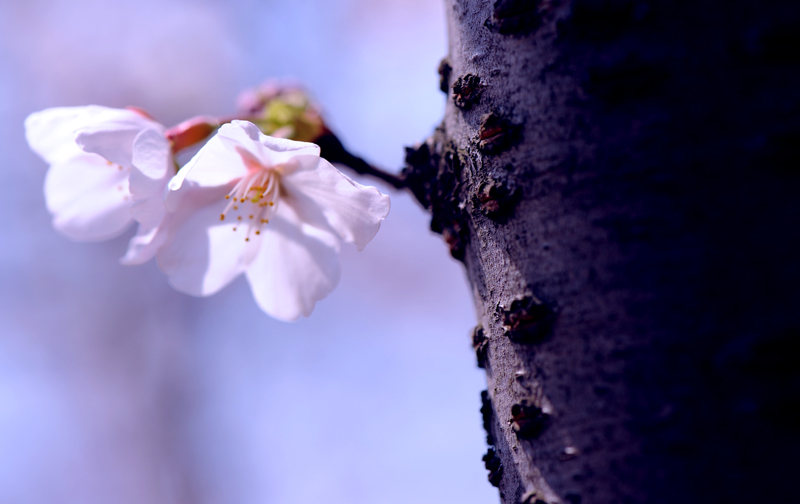 dsc_5804a.jpg
