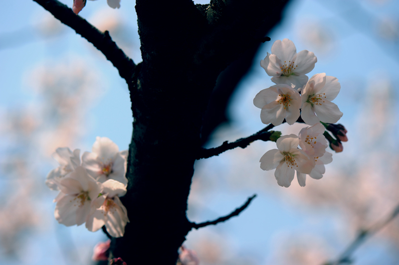 dsc_5809a.jpg