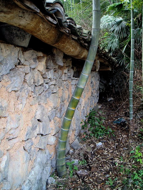 p1011668.jpg