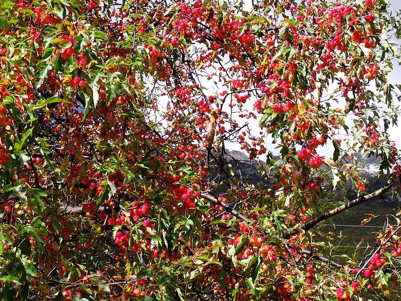 dscf9446.jpg