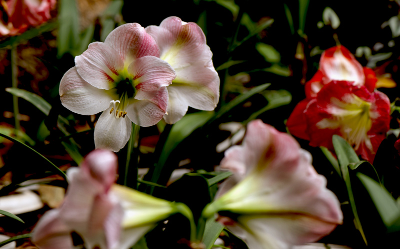 dsc_6215a.jpg