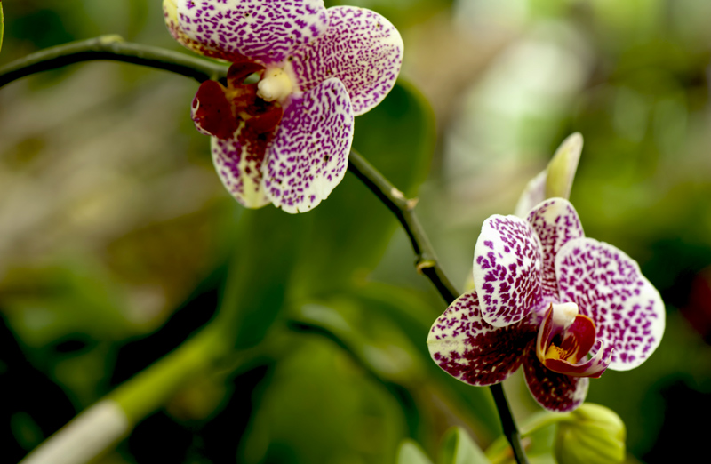 dsc_6229a.jpg