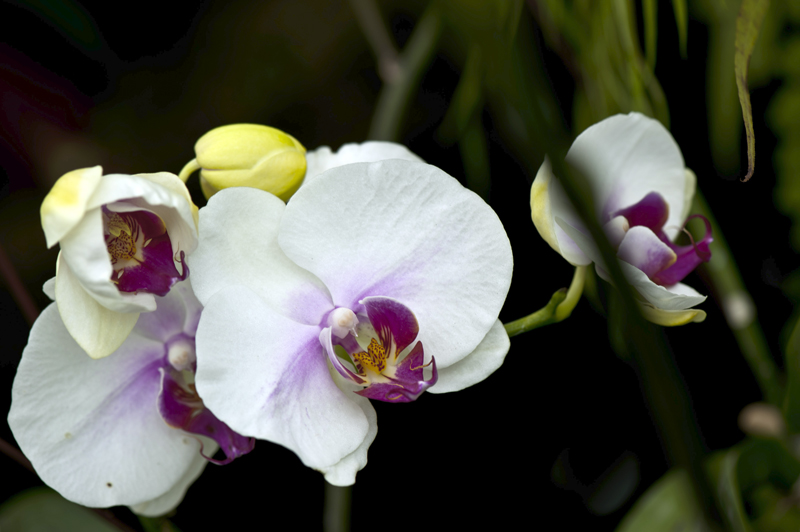 dsc_6239a.jpg