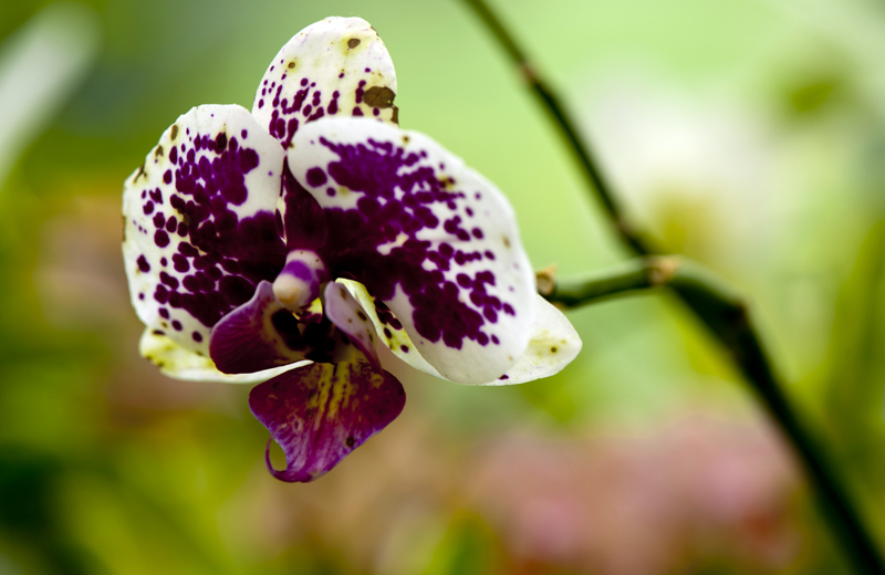 dsc_6243a.jpg