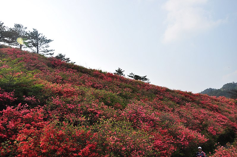 dsc_0590.jpg