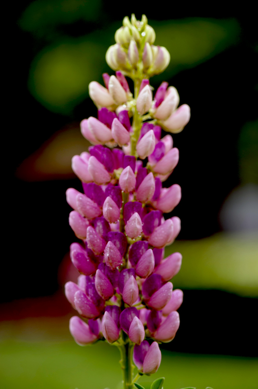 dsc_6207a.jpg